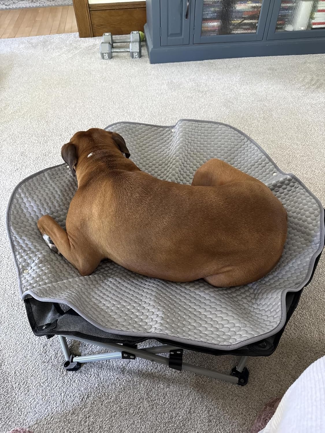 Pecute Foldable Elevated Dog Bed Review: 2 Weeks With the Cooling Cot